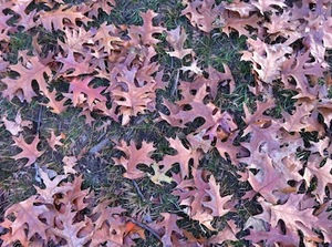 IMG_4331.JPG